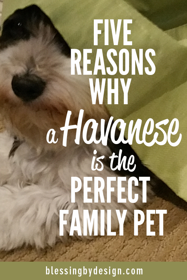 Havanese Perfect Family Pet