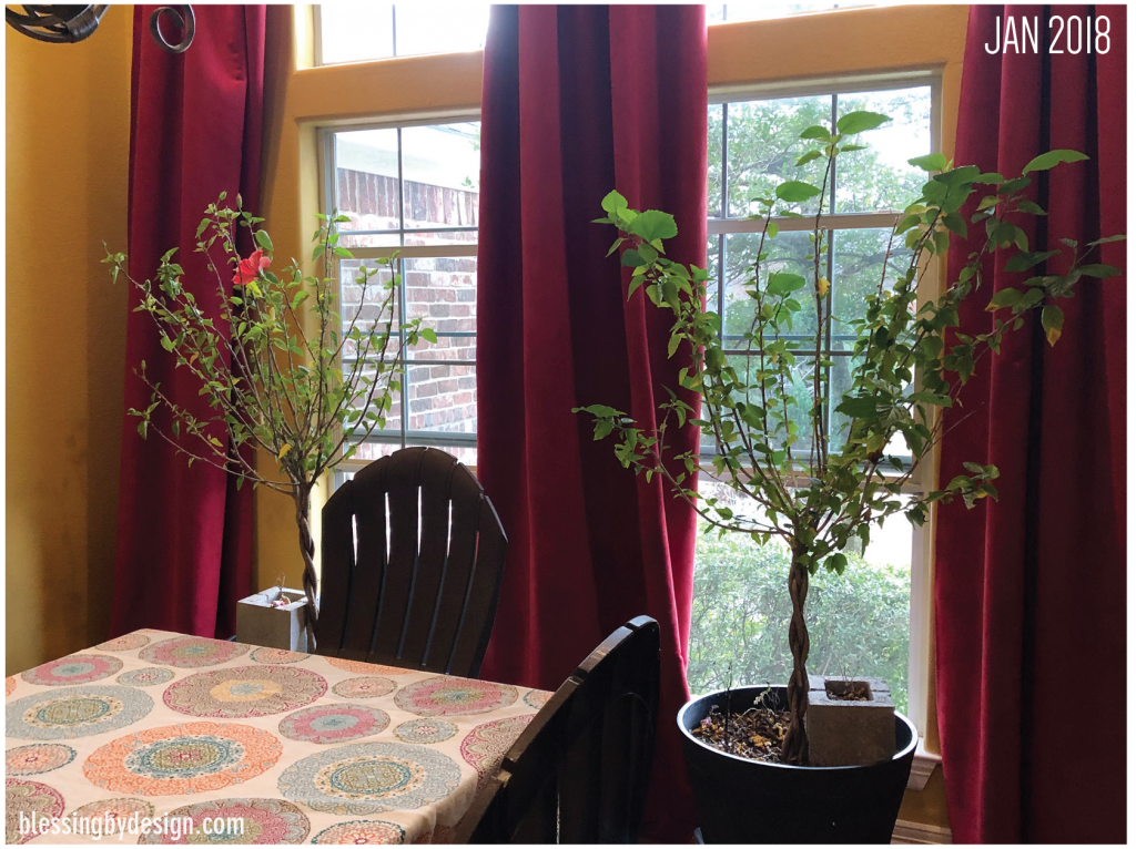 Lessons from My Garden - Bear Good Fruit