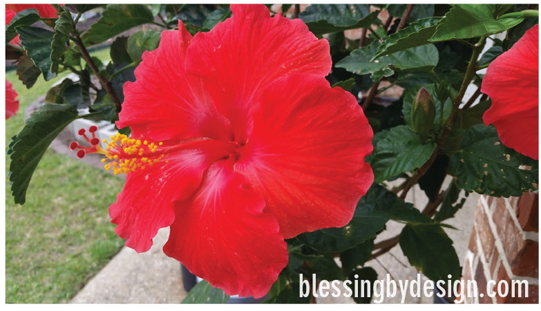 Lessons from My Garden - Bear Good Fruit