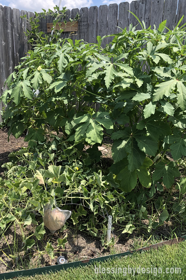 growing okra