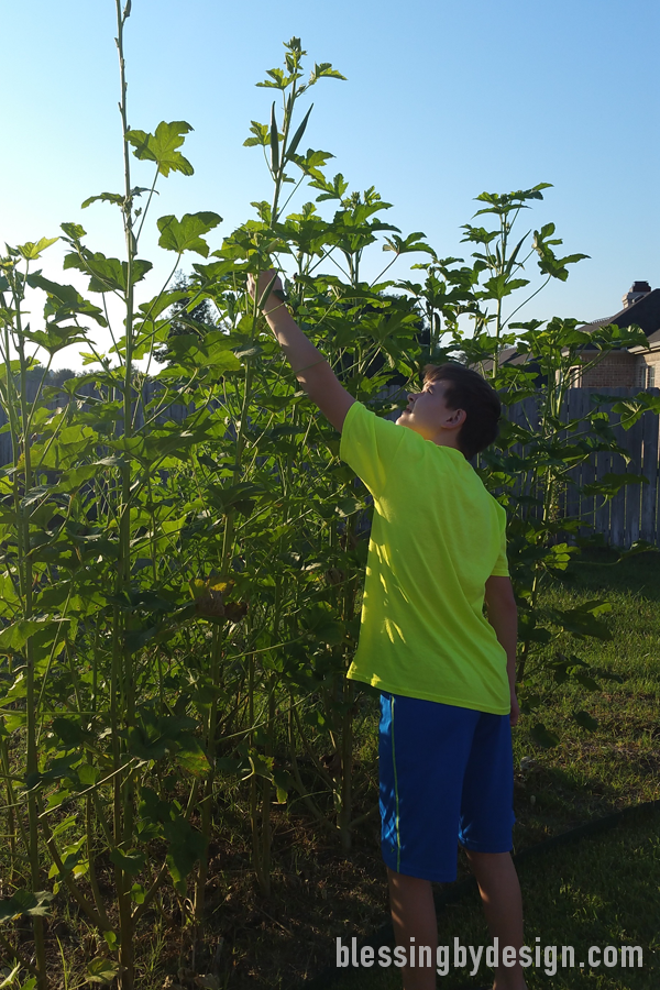 growing okra
