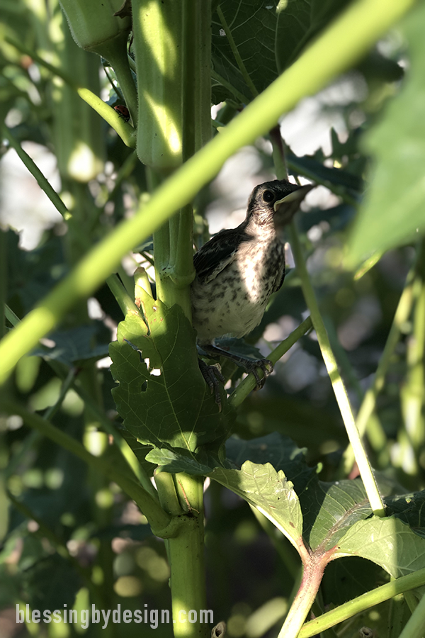 bird in large okra plant