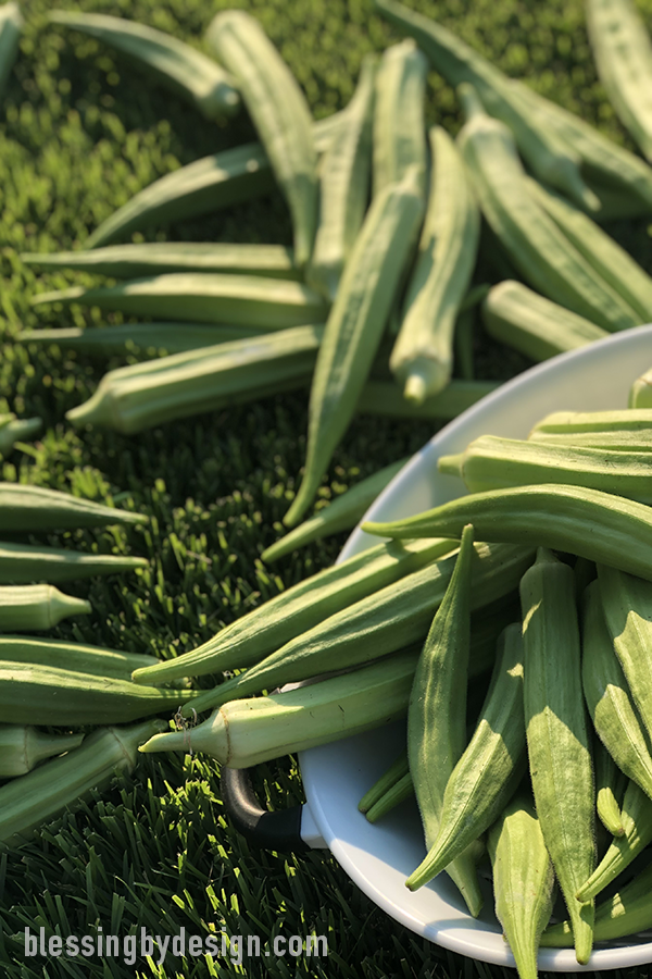 growing okra