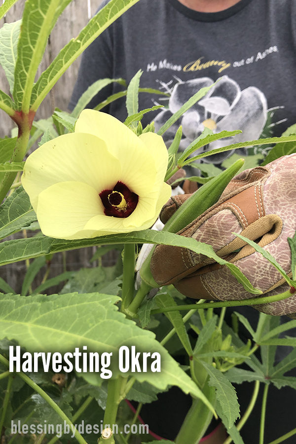picking okra