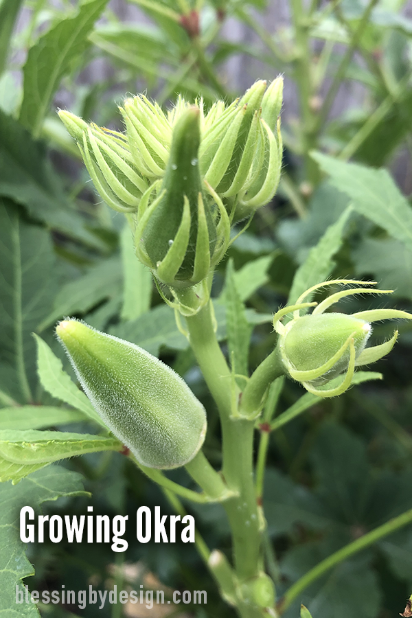 growing okra