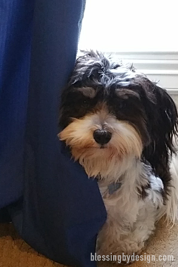 Havanese