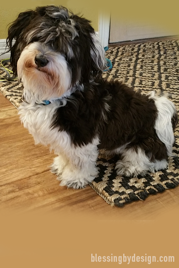 Havanese
