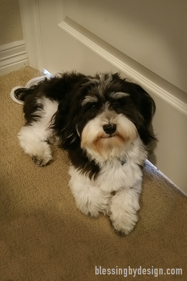 Havanese