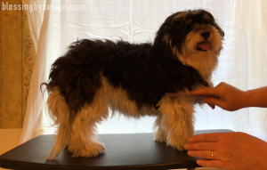 Havanese Haircut