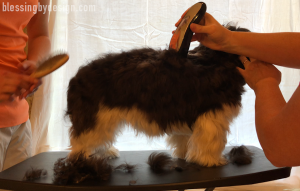 Havanese Haircut
