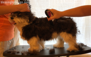 Havanese Haircut