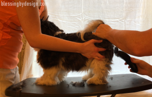 Havanese Haircut