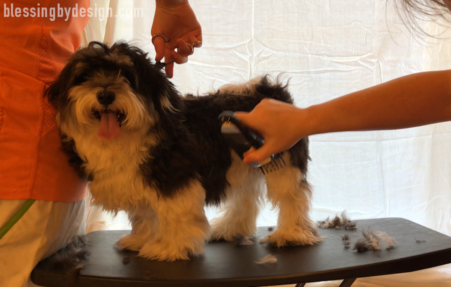 Havanese Haircut