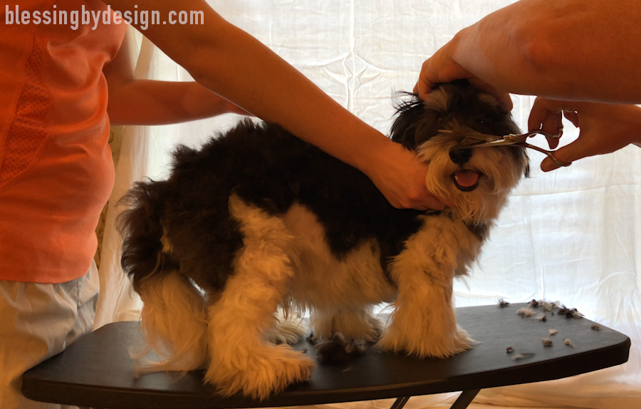 Havanese Haircut