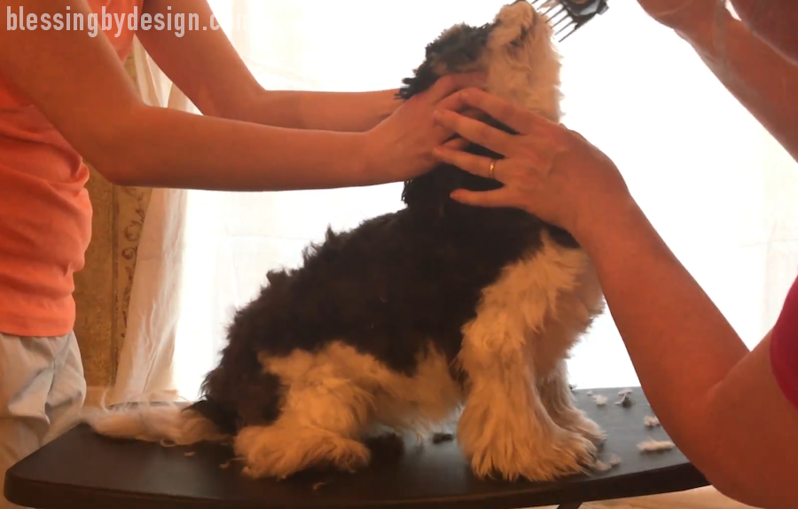 Havanese Haircut