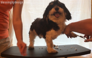 Havanese Haircut
