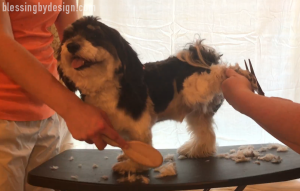 Havanese Haircut