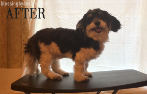 Havanese Haircut