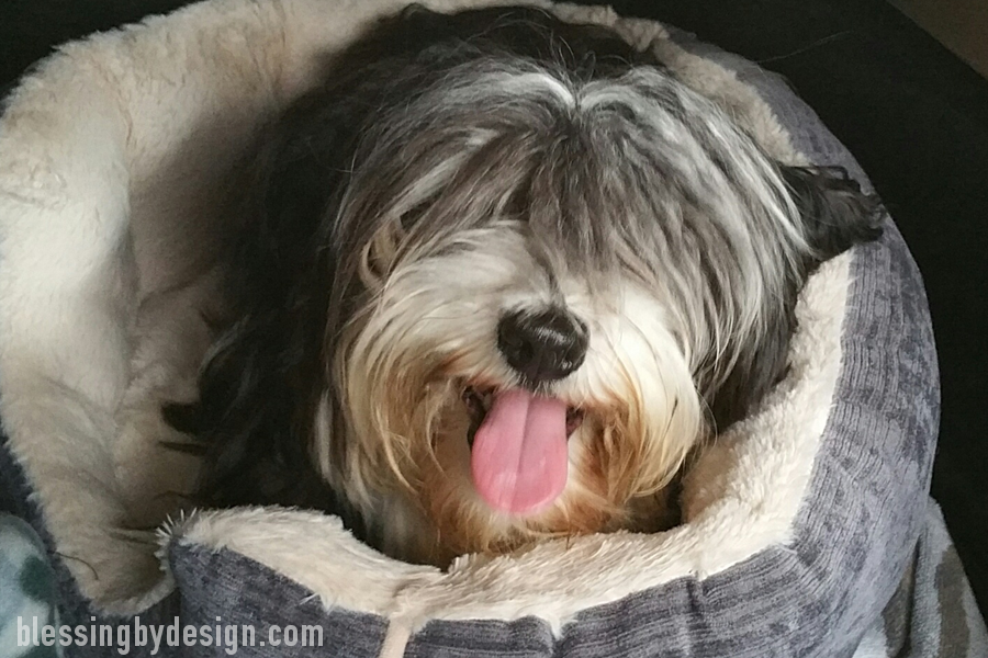 Havanese Needs Haircut