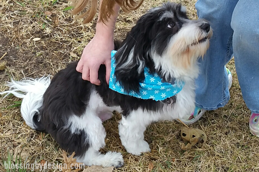 After a Havanese haircut