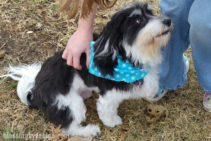 After a Havanese haircut